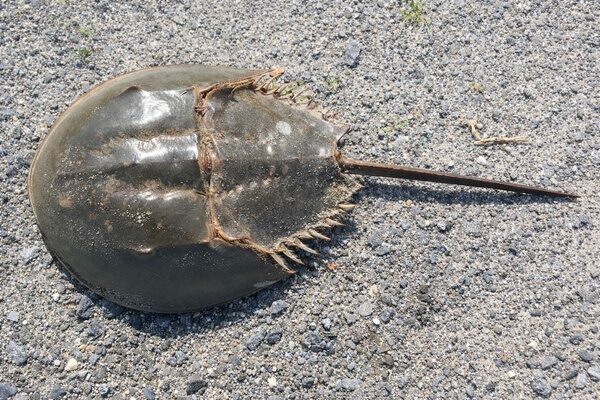 A horseshoe crab, a marine arthropod often mistaken for a trilobite despite only being distantly related.